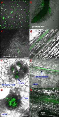 Diazotrophic Paenibacillus beijingensis BJ-18 Provides Nitrogen for Plant and Promotes Plant Growth, Nitrogen Uptake and Metabolism